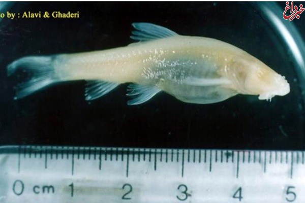 دانشجوی واحد علوم و تحقیقات موفق به شناسایی و نام‌گذاری یک گونه ماهی کور جدید شد