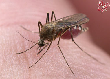 آیا حشرات انتقال دهنده بیماری ایدز هستند؟