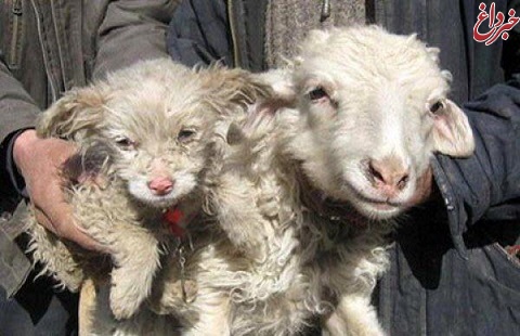 گوسفندى كه حيوان دو رگه اى متشكل از سگ و گوسفند بدنيا آورد+عکس