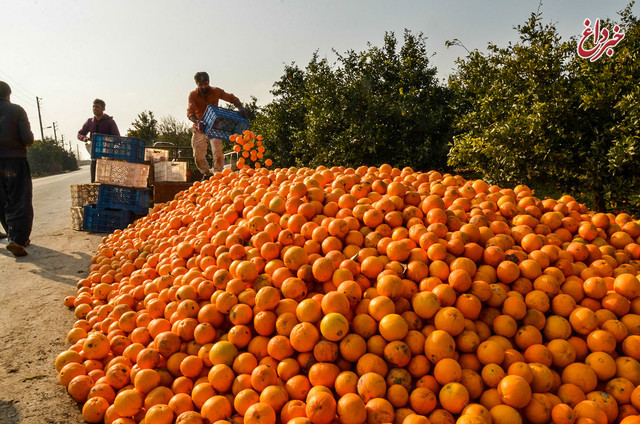 خرید 370 تن پرتقال از باغداران خسارت دیده بابلسری