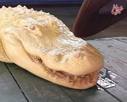 هولناک‎‏ترین تمساح جهان را ببینید +عکس