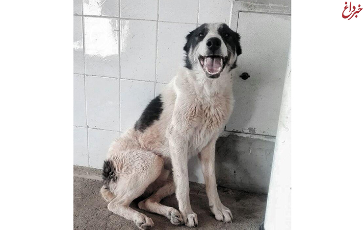 پسر سگ کش دستگیر شد+عکس