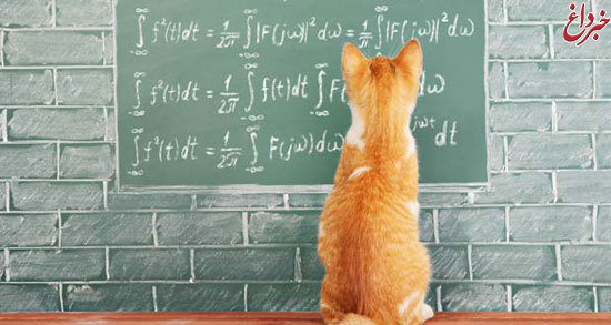 گربه ها از قوانین پایه‌ی فیزیک آگاه هستند