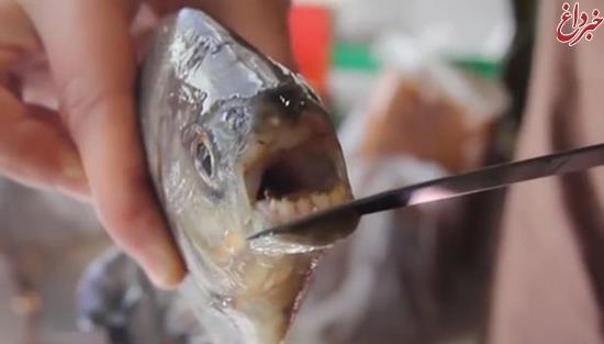 ماهی عجیب با دندان‌های انسان +عکس