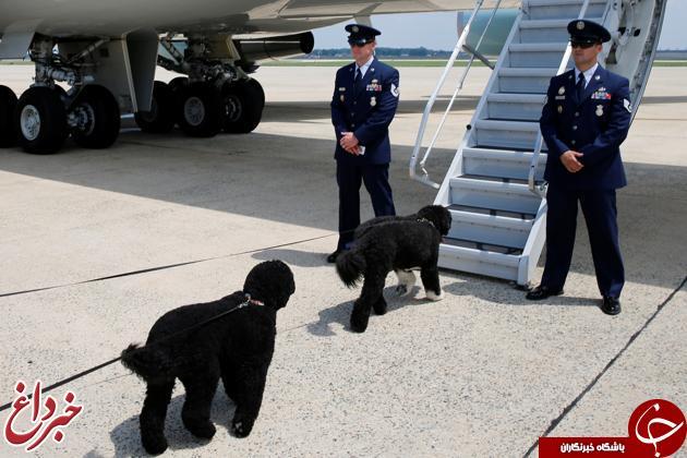 سوار شدن سگ‌های رییس جمهور به هواپیمای اختصاصی!+عکس