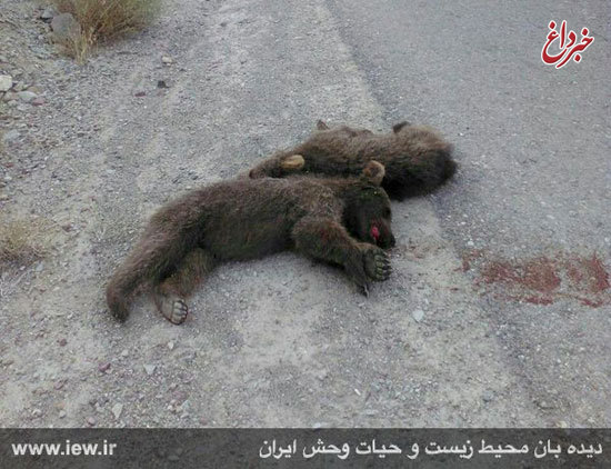 کشته شدن دو توله خرس در سمنان