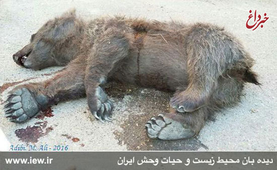 کشته شدن دو توله خرس در سمنان