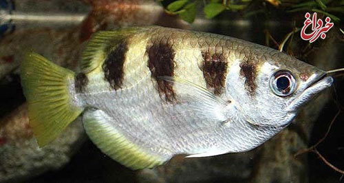 این ماهی چهره آدم‌ها را تشخیص می‌دهد