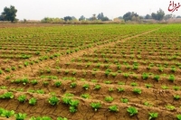 احیای اراضی خوزستان منجر به افزایش 10 میلیون تنی محصولات کشاورزی شد