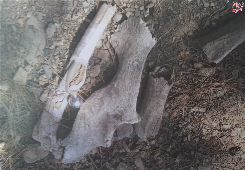 رازگشایی از استخوانهای کشف شده در غرب تهران