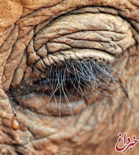 عکس: وقتی اشک فیل در می‌آید!