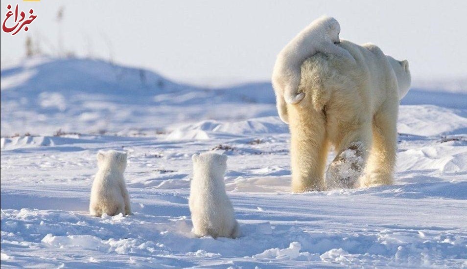 عکس: بازی جالب خرس قطبی مادر با توله‌هایش!