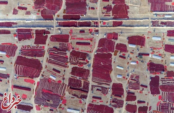 عکس | صحنه‌ای زیبا از برداشت فلفل قرمز در چین