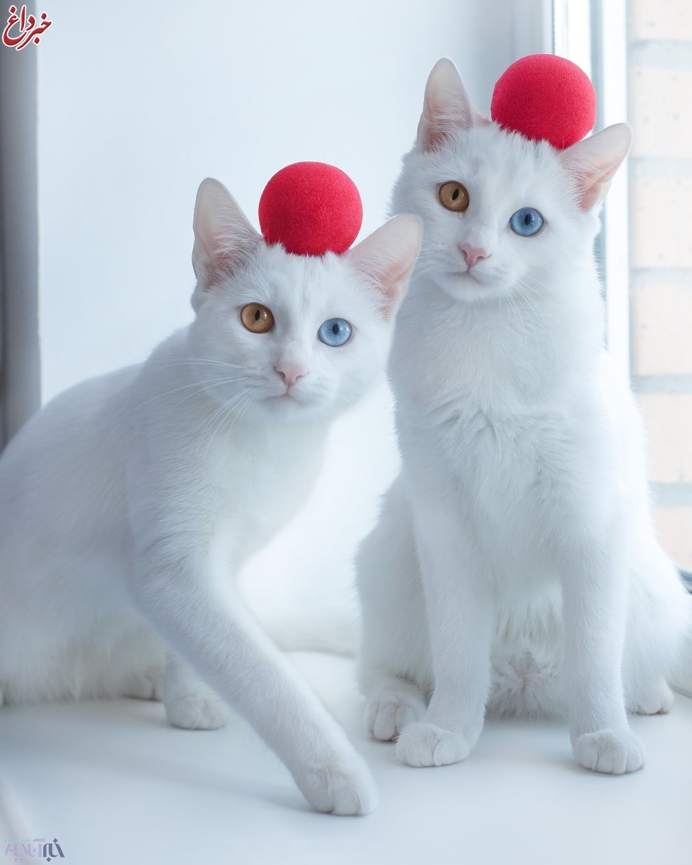 عکس/ گربه‌های دوقلو پرطرفدار در اینستاگرام با چشم‌های تابه‌تا