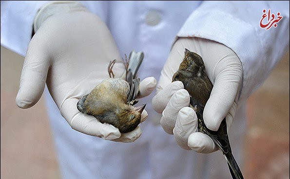 شکار کبوتر به دلیل شیوع آنفولانزای پرندگان ممنوع شد