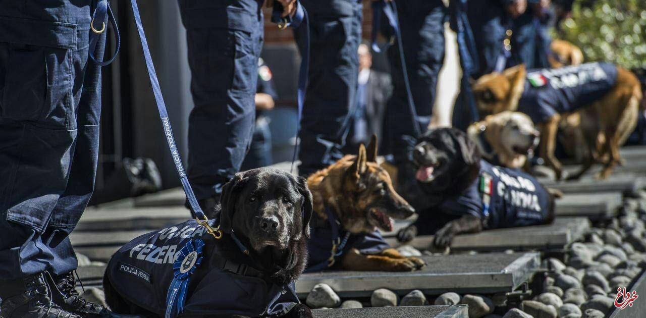 تصویر/ مراسم بازنشستگی سگ‌های پلیس