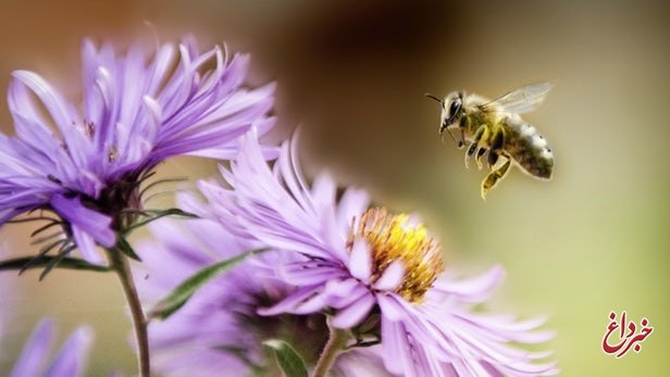 دارورسانی به مغز با زهر زنبور عسل