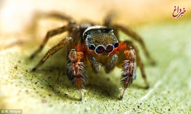 کشف بیش از ۵۰ گونه جدید عنکبوت