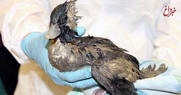 نوع آنفلوآنزای لاشه‌ پرندگان دریاچه چیتگر مشخص شد