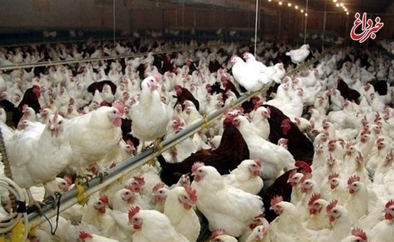 ۶ واحد مرغ گوشتی در قم درگیر آنفولانزا شده‌اند/ مورد انسانی در گیلان مشاهده شده