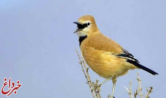 پرنده‌ای که برای دورکردن دشمن از لانه آواز می‌خواند