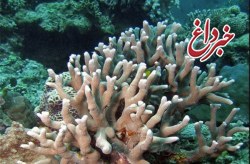 جابه جایی مرجان های هندورابی با اعتبار بیش از یک میلیارد/90 درصد مرجان ها زنده اند