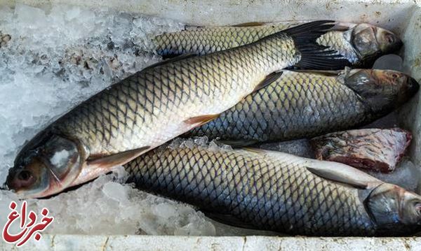 قیمت جدید انواع ماهی در بازار