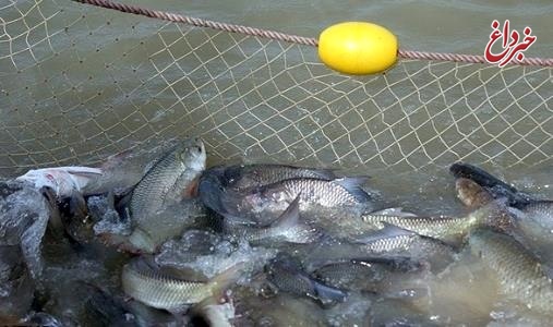 ضعف در برنامه‌ریزی، ٤٥٠ هزار شاغل در بخش تولید و تکثیر ماهی را بیکار خواهد کرد/«بحران آب» چالش اصلی تکثیرکنندگان ماهی