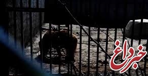 توضیحات محیط‌زیست درباره فرار حیوانات وحشی از باغ‌وحش ارومیه پس از طوفان / شیر و خرس در کنترل است