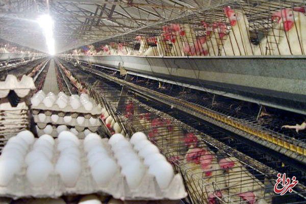مرغ گران شد، تخم مرغ ارزان/ قیمت گوشت تازه گاو و گوساله ۰.۱ درصد کاهش داشت