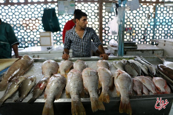 افزایش هفت درصدی قیمت ماهی/ سیستم عرضه کشور بیمار است/ ورود تیلاپیا، بازار ماهی قزل‌آلا را به خطر انداخت/ سیستم فرآوری ماهی کشور قدیمی است