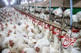 کاهش قیمت مرغ در بازار/ ارزانی بیشتر به شرط کاهش هزینه‌ها