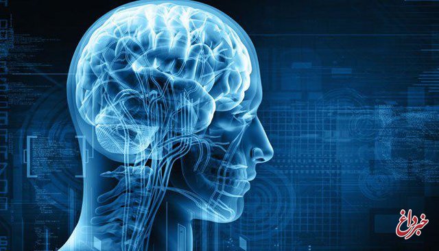 نقش یک عصب در روند ترمیم مجدد مغز