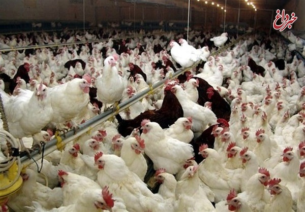 قیمت تمام شده مرغ در مرغداری‌ها 6 هزار تومان است/ واردات کنجاله سویا در انحصار عده خاصی است/ قیمت تخم‌مرغ داخلی کاهش یافته است