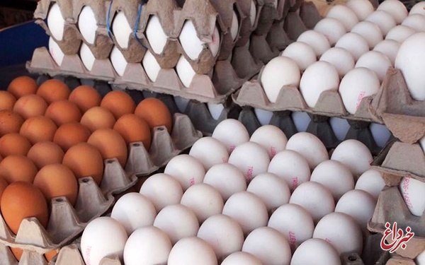 ۱۰ تن صادرات تخم مرغ گفتن ندارد/ مرغداران امنیت شغلی ندارند/بیمه خسارت مرغ امسال را با قیمت سال قبل محاسبه می‌کنند