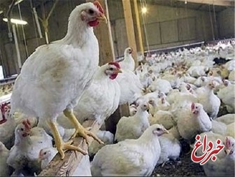 مرغ به مرز 11 هزار تومان رسید/ قیمت تمام شده، مرغداران را راضی کرد/ تولید به دلیل گرما کم شده و مرغ‌ها وزن نمی‌گیرند