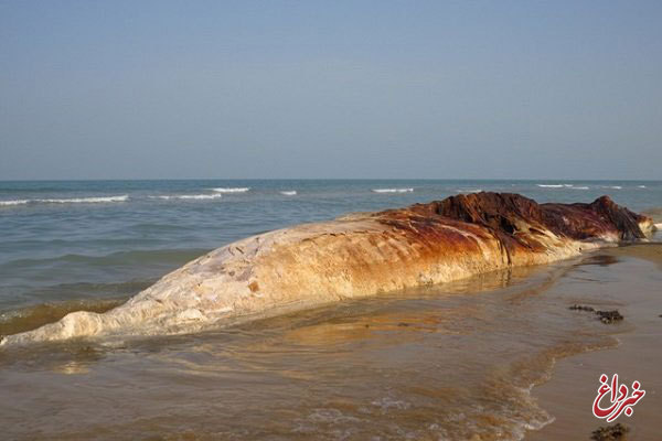 لاشه یک نهنگ بزرگ جثه در ساحل استان بوشهر کشف و مشاهده شد