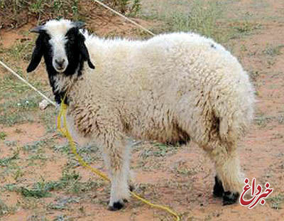 اعتراض به قربانی کردن گوسفند در اصفهان