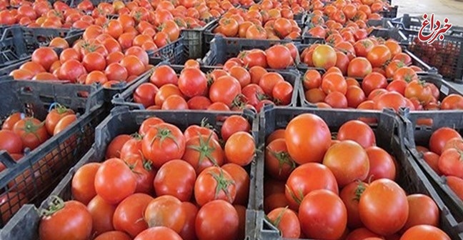توقف صادرات گوجه‌فرنگی بازار عراق را ملتهب کرد/عراقی‌ها کمپین 