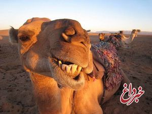 بازار داغ جراحی زیبایی شتر در عربستان!