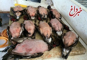 فروش گوشت پرندگان وحشی حرام گوشت در بازار