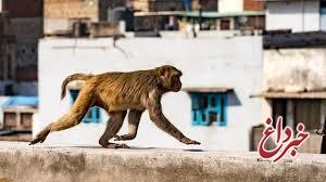 حمله میمون‌ها با آجر، جان پیرمرد هندی را گرفت