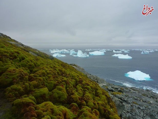 تغییرات آب‌وهوایی، عاملی برای رشد بیشتر گیاهان قطبی