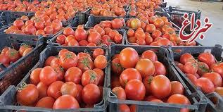 سه عامل افزایش قیمت گوجه فرنگی در روزهای اخیر