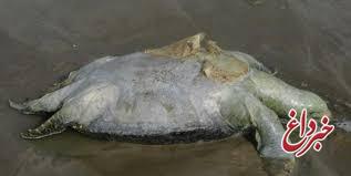 مرگ دسته جمعی لاکپشت‌ها در ساحل یک روستا
