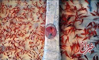 ماهی قرمز را در آب‌های طبیعی رها نکنید