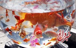 ماهی قرمزهای واردتی از چین به کروناویروس آلوده‌اند؟