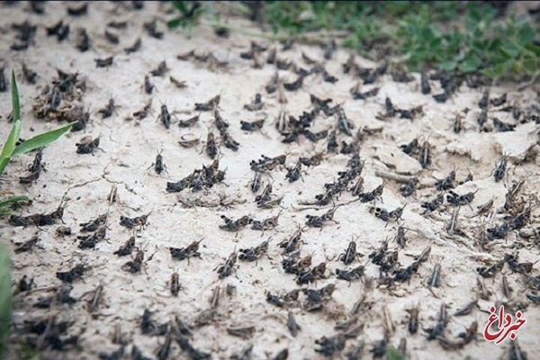 حمله ملخ‌ها به ۴۰هزار هکتار از اراضی گچساران