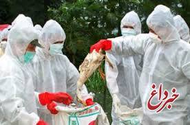 مشاهده بیماری آنفلوانزای فوق حاد پرندگان در کلیبر