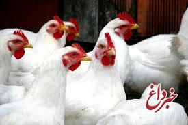 اتحادیه مرغداران: صنعت مرغ گوشتی در یک ماه 580 میلیارد تومان ضرر کرد/ علت: کاهش قیمت جوجه